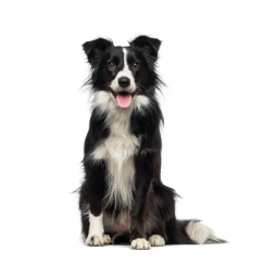 collie